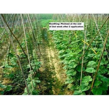 Plant Protection Plant Growth Regulatorrootking